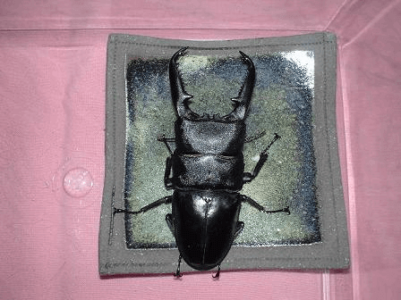 パラワンオオヒラタクワガタ