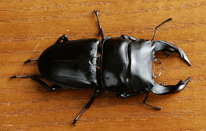 ホペイオオクワガタ　福建省