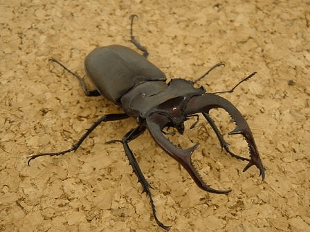 アクベシアヌスミヤマクワガタ