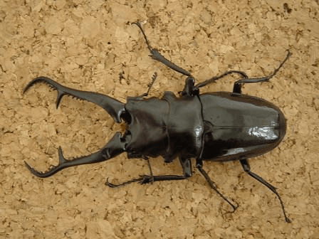 ギラファノコギリクワガタ　ダイスケイ