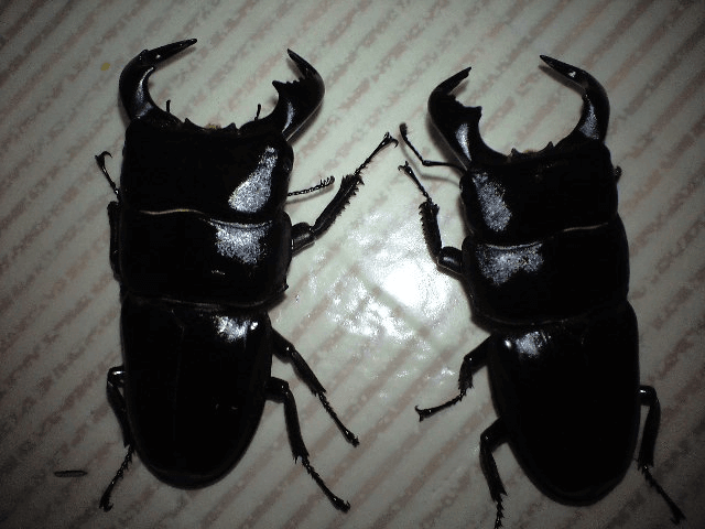 ダイオウヒタラクワガタ　ジャワ