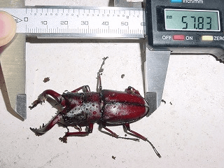 国産ノコギリクワガタ 十勝産