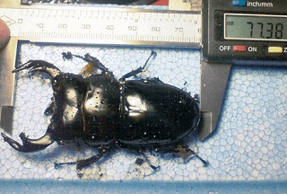 アンタエウスオオクワガタ インドダージリン