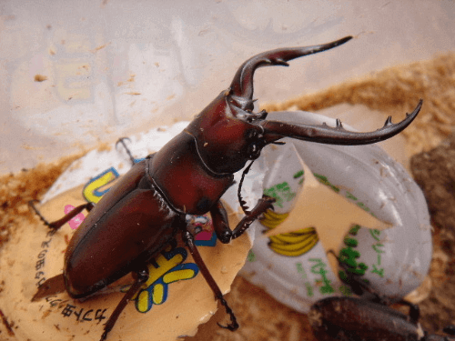 トカラノコギリクワガタ　悪石島