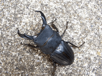 スジブトヒラタクワガタ