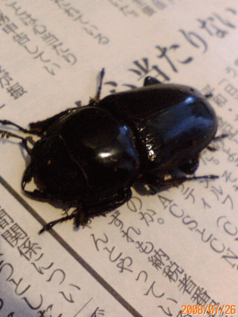 グランディスオオクワガタ　インドミゾラム州サイチャル産F2