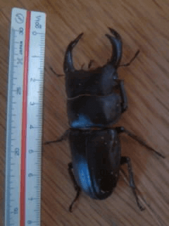 国産オオクワガタ