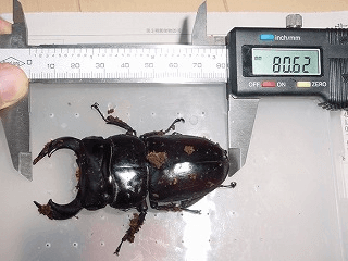 アンタエウスオオクワガタ　インドダージリン