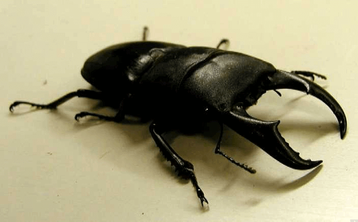 サキシマヒラタクワガタ