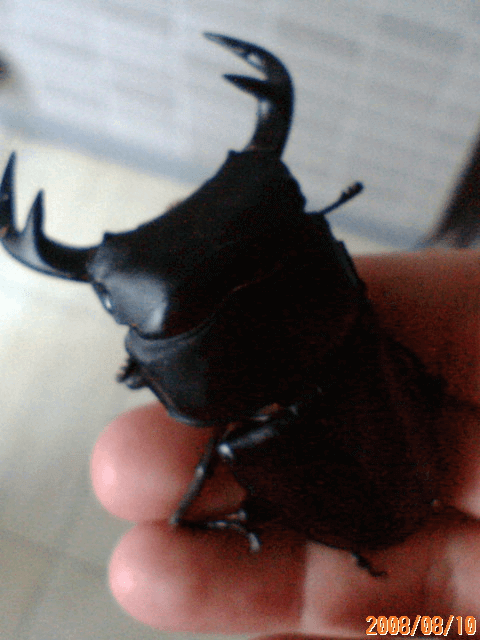 グランディスオオクワガタ　インドミゾラム州サイチャル