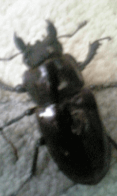 国産ミヤマクワガタ　甲州市塩山