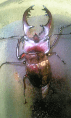 国産ミヤマクワガタ　甲州市塩山