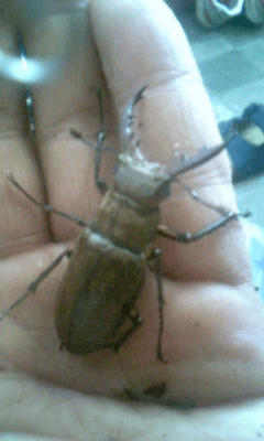 国産ミヤマクワガタ　甲州市塩山