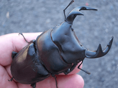 アンタエウスオオクワガタ　インドミゾラム州サイチャルF3