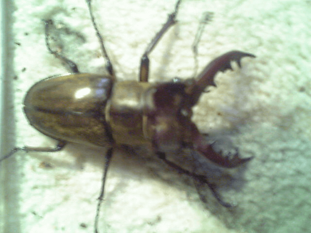 国産ミヤマクワガタ　八王子