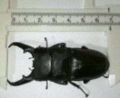 国産ヒラタクワガタ