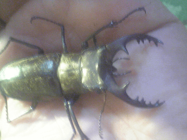 国産ミヤマクワガタ　甲州市塩山