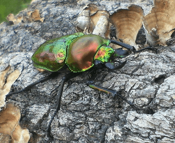 ニジイロクワガタ