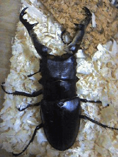 ギラファノコギリクワガタ　フローレス