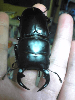 グランディスオオクワガタ ラオス