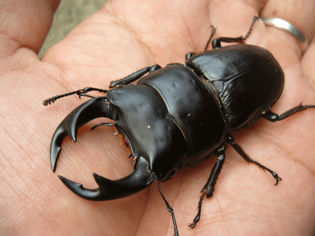 国産オオクワガタ　阿古谷