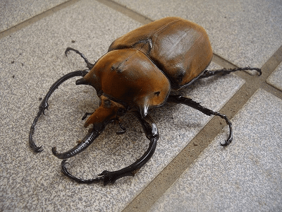 エレファスゾウカブト