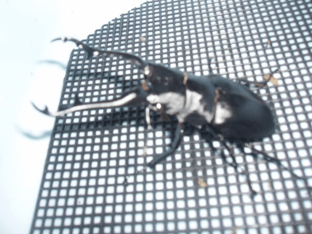 ギラファノコギリクワガタ　フローレス