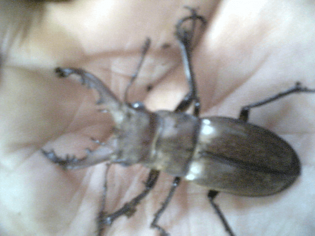 国産ミヤマクワガタ　甲州市塩山