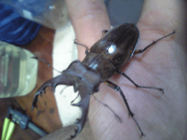 国産ミヤマクワガタ　甲州市塩山