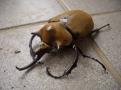 エレファスゾウカブト