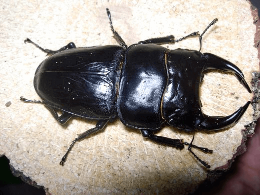 国産オオクワガタ　久留米