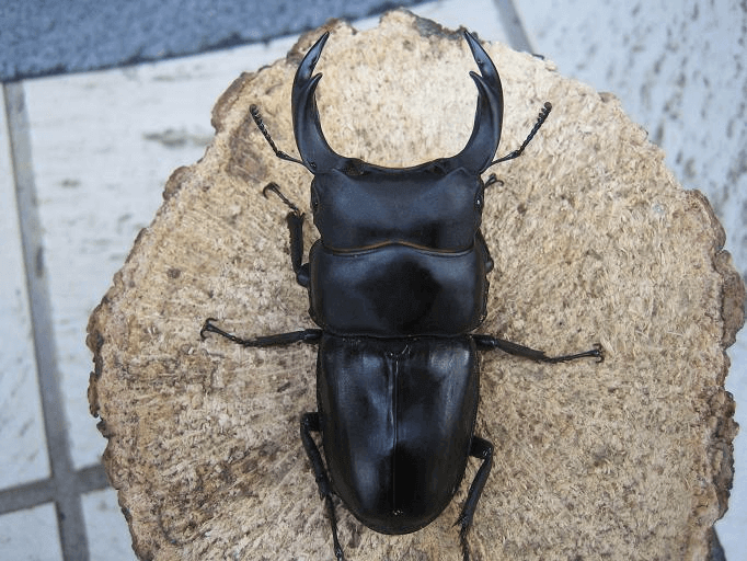 国産オオクワガタ 川西