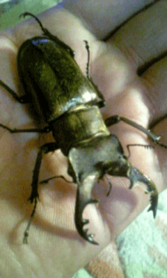 国産ミヤマクワガタ　甲州市塩山