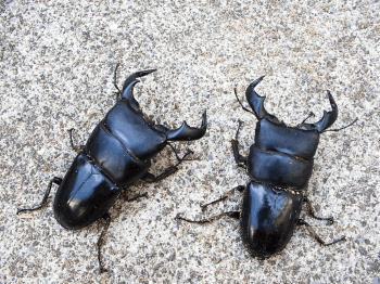 ダイオウヒタラクワガタ