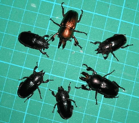 タスマニア・アウラタキンイロクワガタ