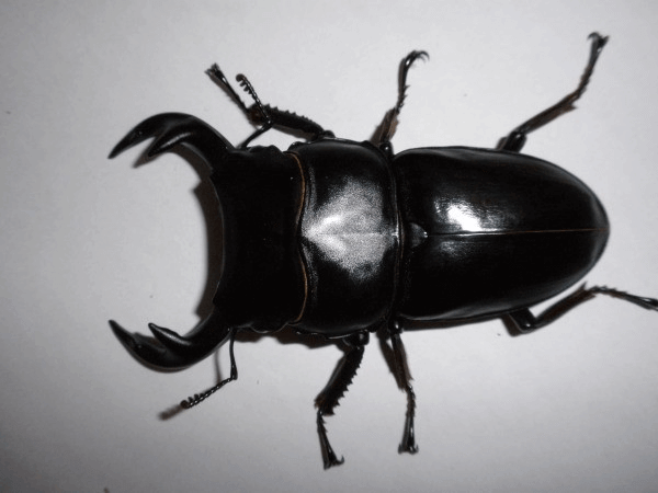 グランディスオオクワガタ　ミャンマーファラム産F#