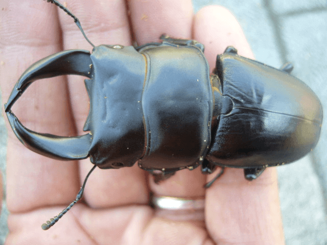 ホペイオオクワガタ　福建省北峰龍騎