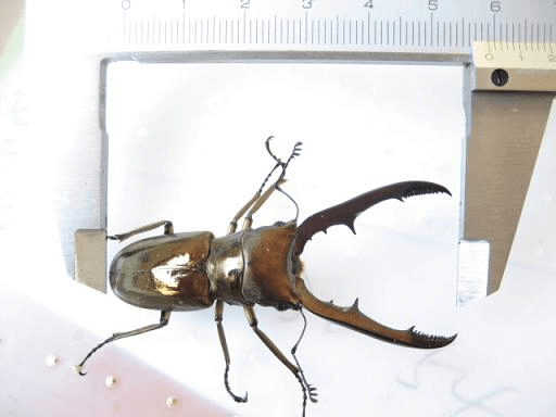 メタリフェルホソアカクワガタ