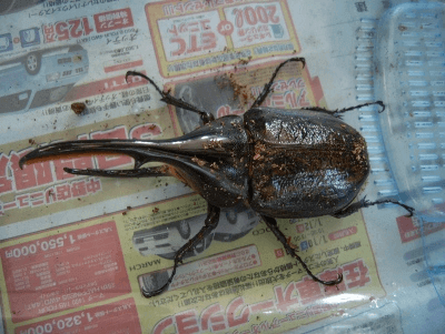 ヘラクレス・リッキー