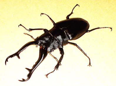 ギラファノコギリクワガタ　フローレス