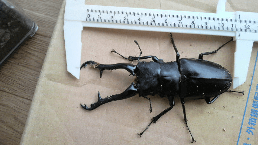 ギラファノコギリクワガタ　フローレス