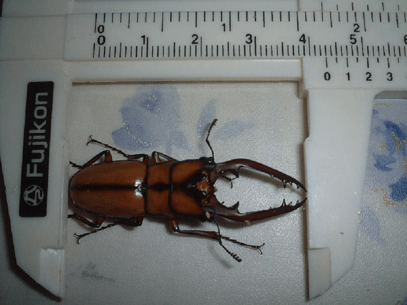 カネギエーテルノコギリクワガタ