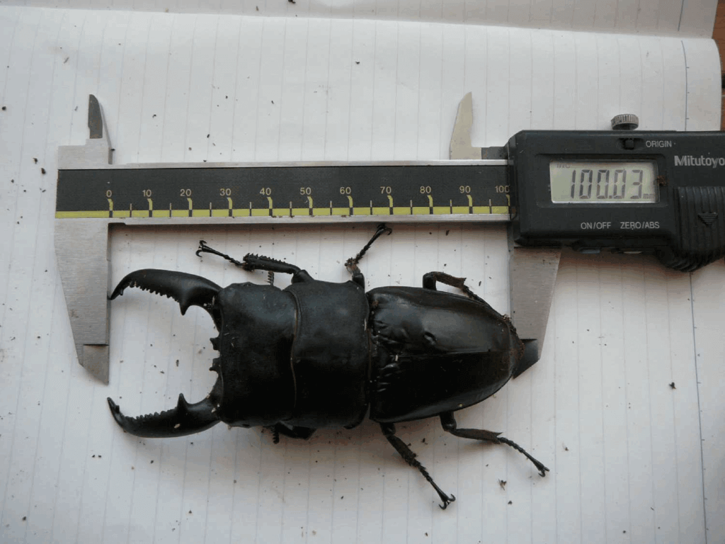 パラワンオオヒラタクワガタ