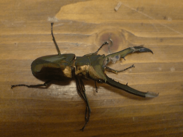 メタリフェルホソアカクワガタ　ペレン