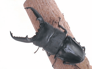 パラワンオオヒラタクワガタ