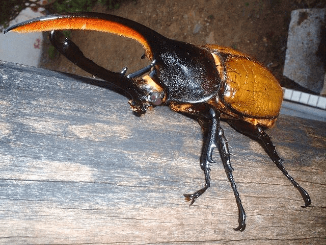 ヘラクレス・オキシデンタリス