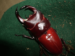 国産オオクワガタ 阿古谷