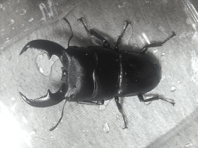 スマトラオオヒラタクワガタ