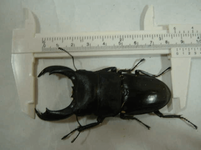 テイオウヒラタクワガタ