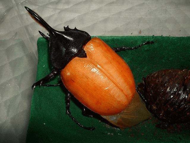 ヘラクレス・オキシデンタリス